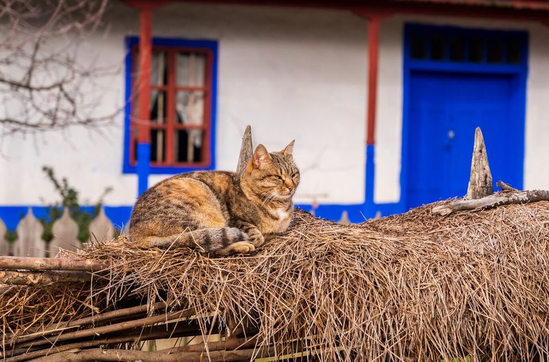 Кошачий приют Электросталь